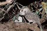 Tawny Frogmouth